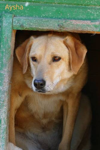 Aysha – Hund, weiblich, 6 Jahre, 65520 Bad Camberg – zur Adoption