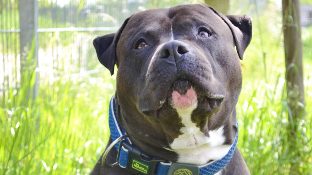 Moppi – XL-Bully-Mix, männlich, 3 Jahre, 13057 Berlin – zur Adoption