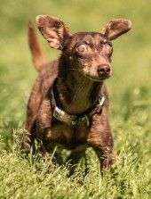 Benny – Dackel-Terrier-Mix, männlich, 11 Jahre, 3 Monate, 70195 Stuttgart-Botnang – zur Adoption