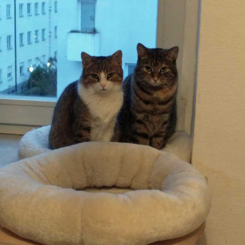 Helga + Dani