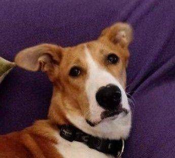 Rio – Hund, männlich, 9 Monate, 65520 Bad Camberg – zur Adoption