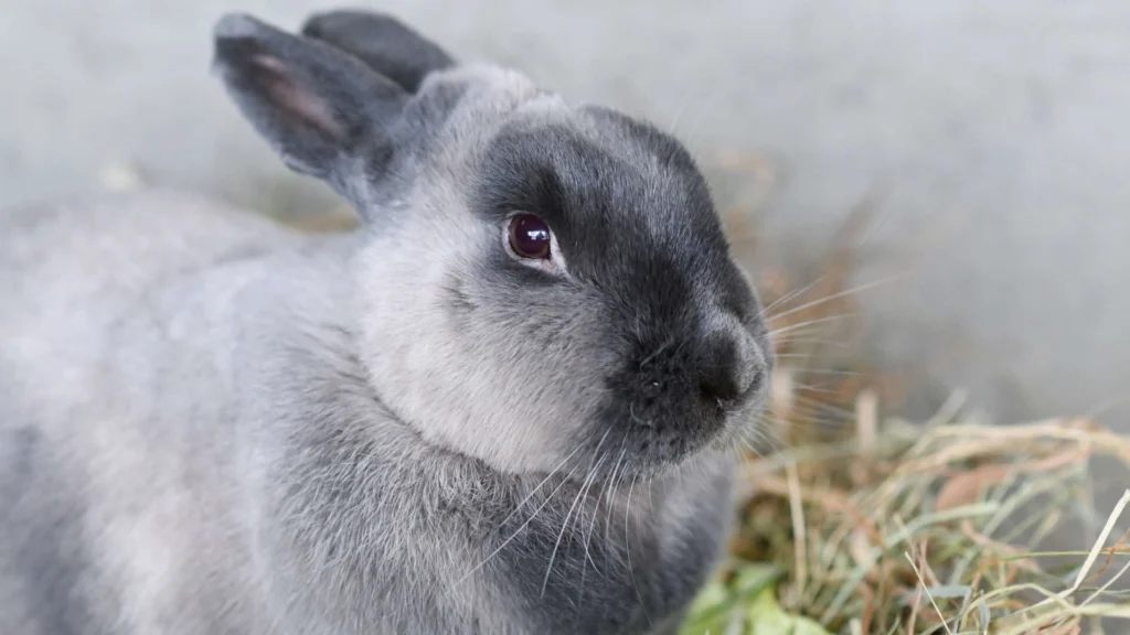 Artos – Kaninchen / Mix, männlich, 13057 Berlin – zur Adoption