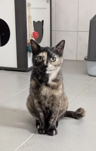 Amaretto