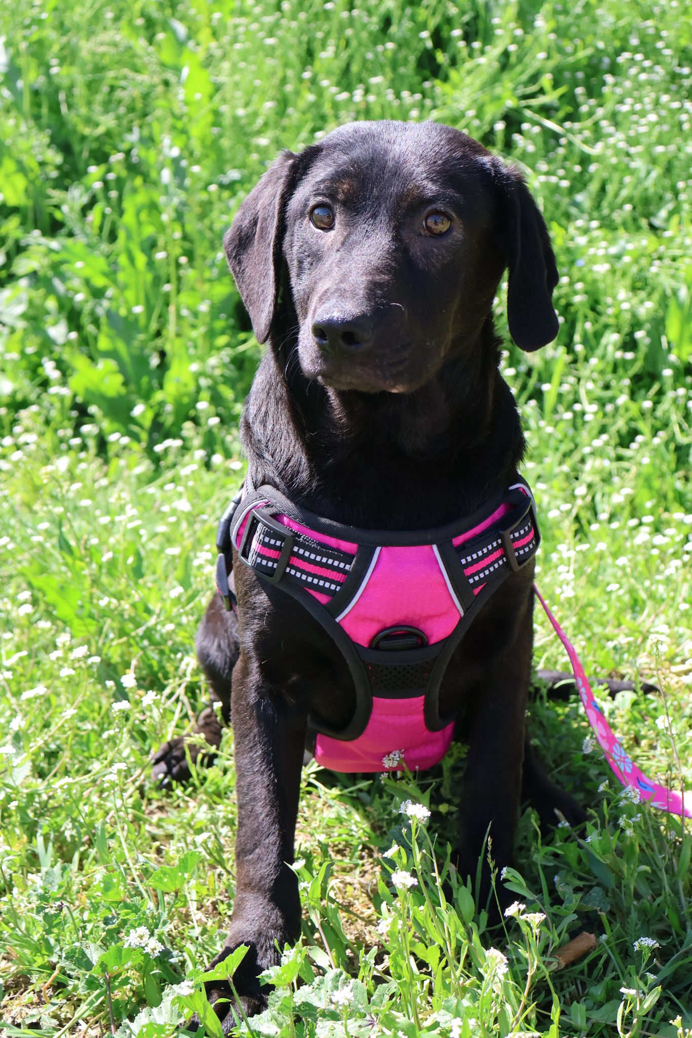 Vanna – Hund, weiblich, 8 Monate, Nordic Strays e.V. – zur Adoption