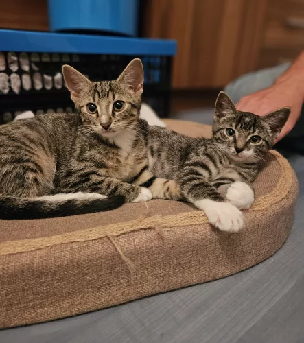 P-Wurf & Quark – EKH, männlich, 26389 Wilhelmshaven – zur Adoption