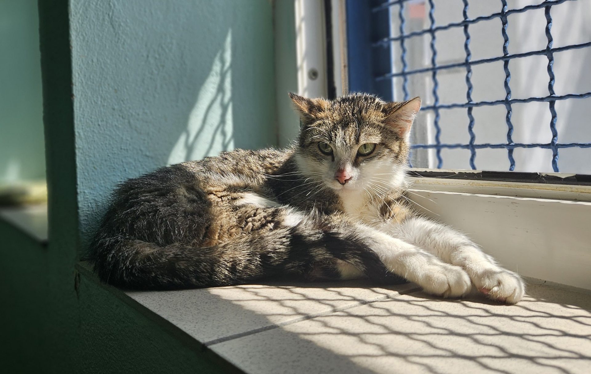 Mimi