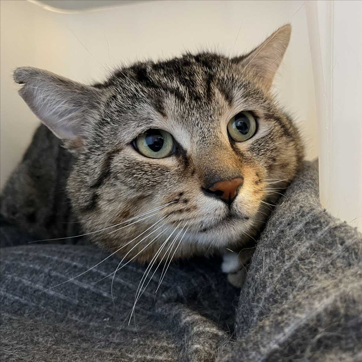Babo – Europäisch Kurzhaar, männlich, 1 Jahr, 81829 München – zur Adoption