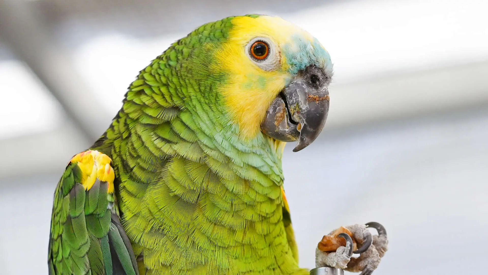 Lothar – Blaustirnamazone, männlich, 13057 Berlin – zur Adoption