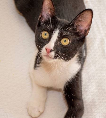 Biela & Bujia – Europäisch Kurzhaar, weiblich, 7 Monate, 65520 Bad Camberg – zur Adoption