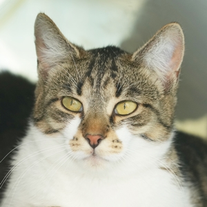 Nia – EKH, weiblich, 90537 Feucht – zur Adoption