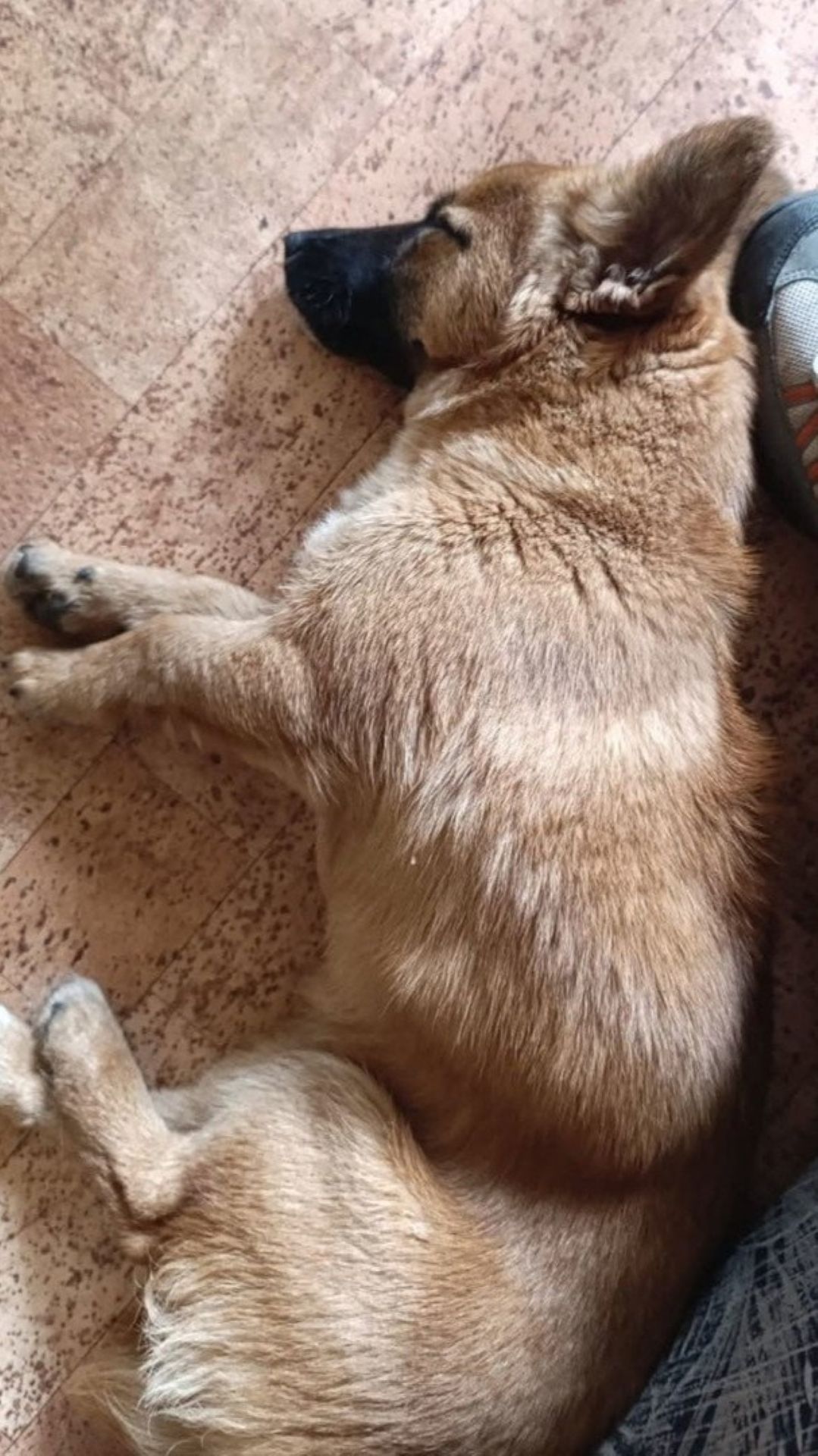 Mihajela – Hund, weiblich, 7 Monate, Nordic Strays e.V. – zur Adoption