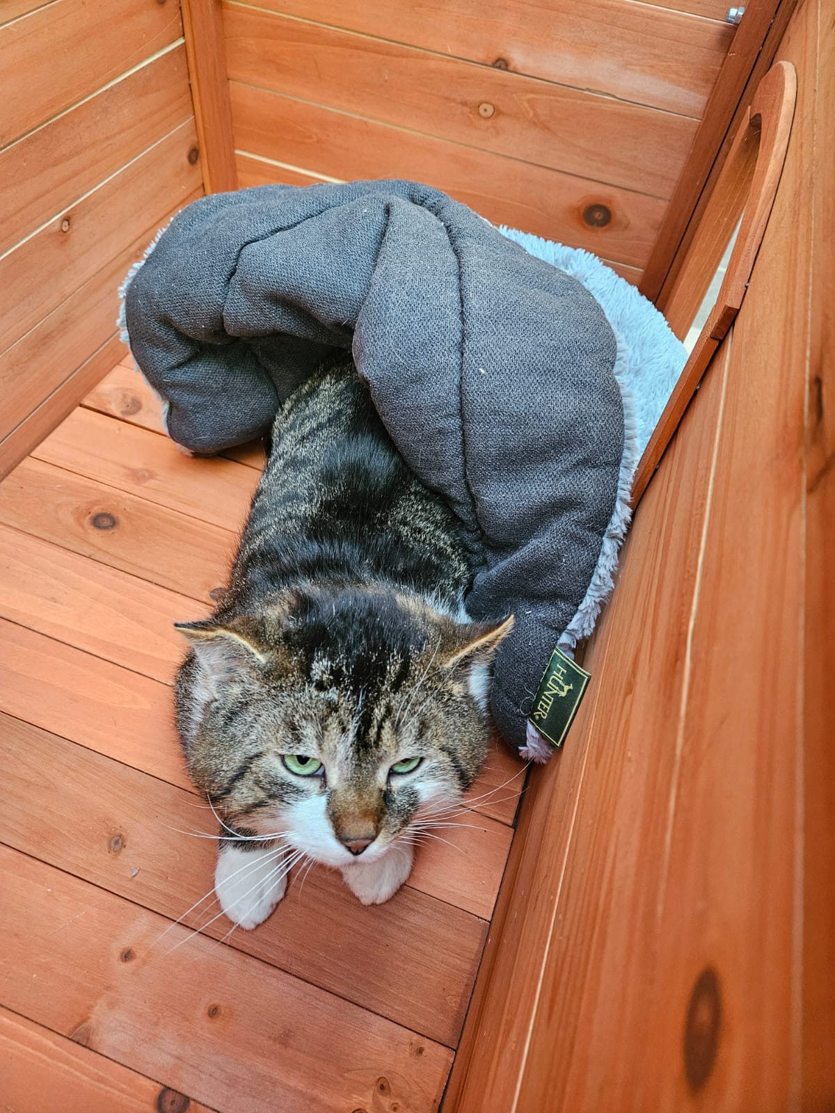 Ares – EKH, männlich, 5 Jahre, 4 Monate, 97816 Lohr – zur Adoption