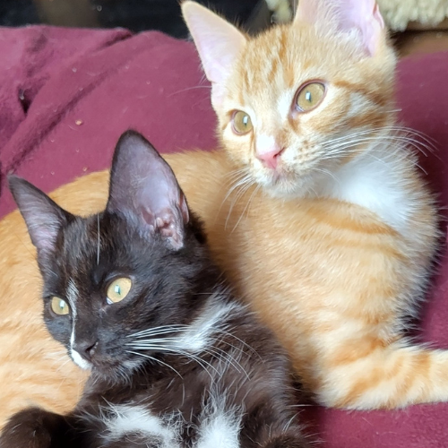 Junges Kater-Paar