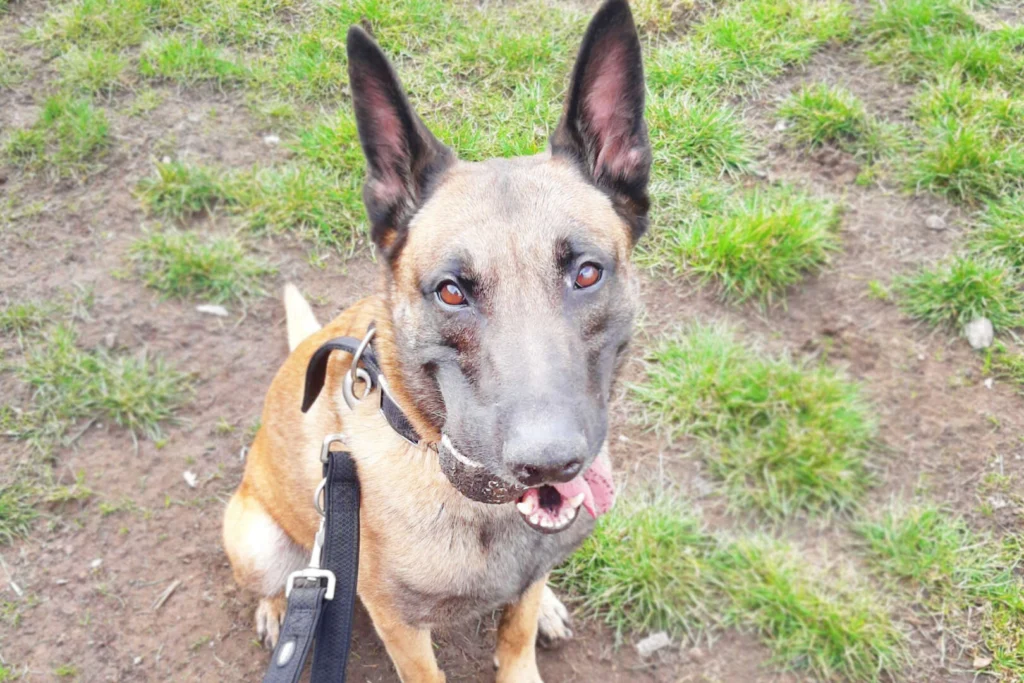 Nacho – Belgischer Schäferhund, männlich, 3 Jahre, 10 Monate, 13057 Berlin – zur Adoption