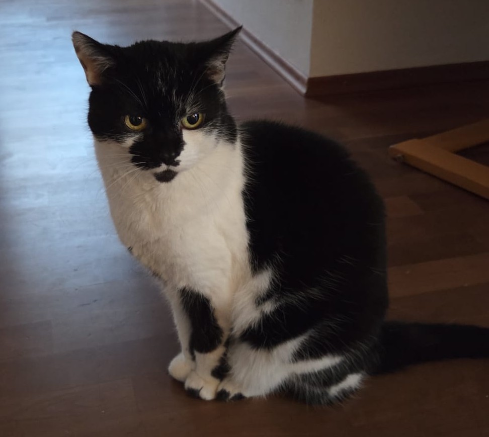 Lolita – EKH, weiblich, 14 Jahre, 97816 Lohr – zur Adoption