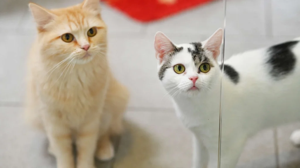 Lisi & Emmi – EKH, weiblich, 13057 Berlin – zur Adoption