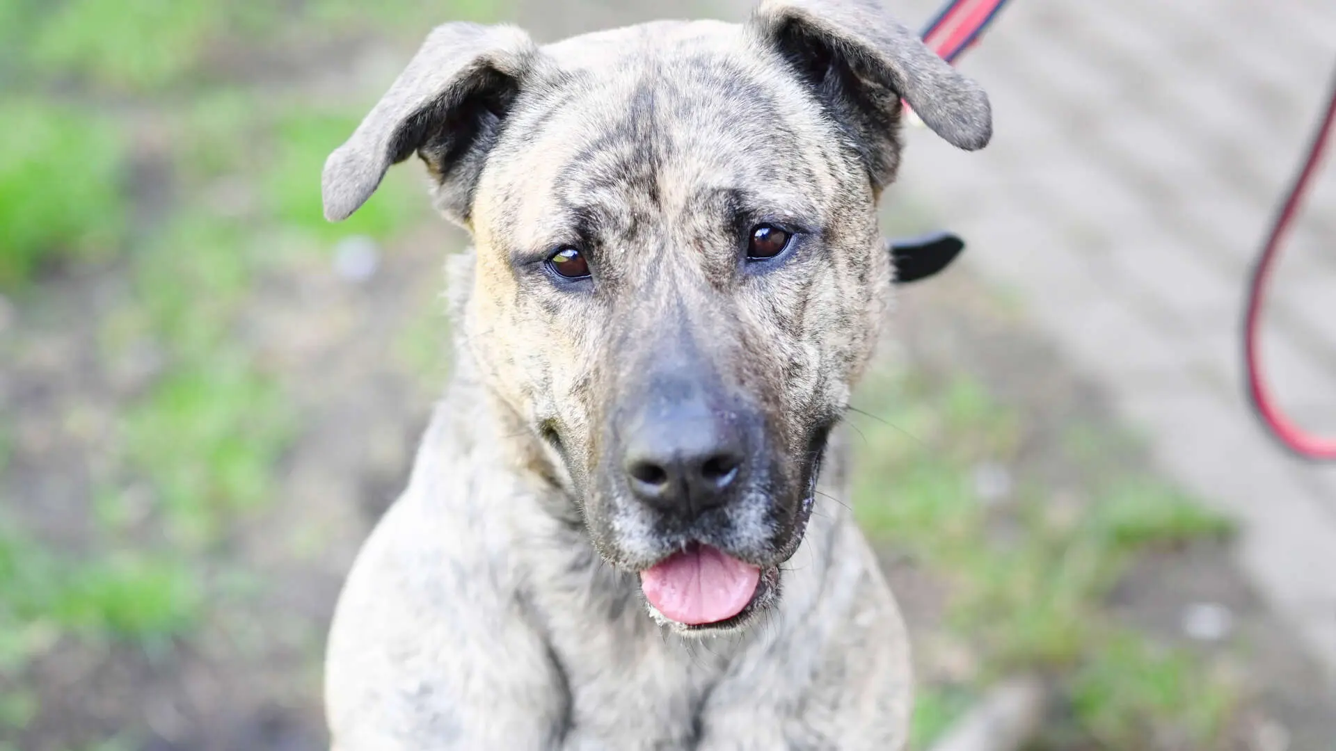 Ninia – Majorero Canario, weiblich, 3 Jahre, 13057 Berlin – zur Adoption
