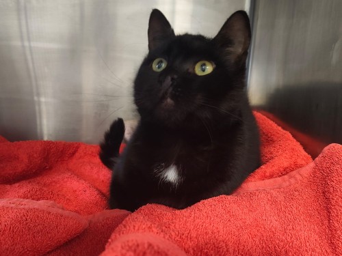 Salem
