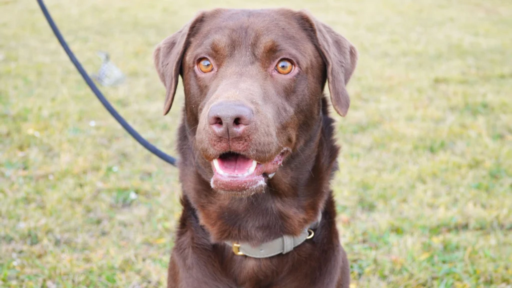 Schoko – Labrador-Retriever, männlich, 1 Jahr, 13057 Berlin – zur Adoption