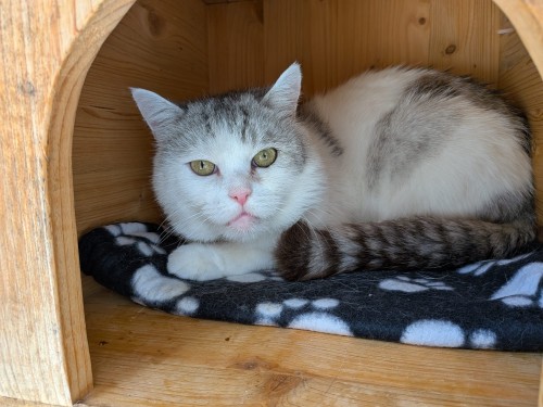 Alfred – Katze, männlich, 32758 Detmold – zur Adoption