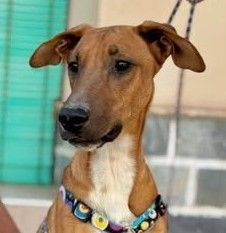 Roy – Podenco-Schäferhund-Mischling, männlich, 3 Monate, 65520 Bad Camberg – zur Adoption