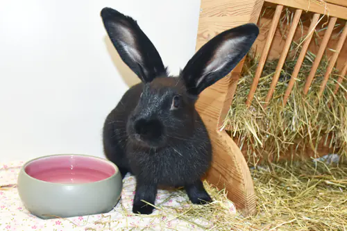 Nos – Stallkaninchen-Mix, männlich, 90537 Feucht – zur Adoption
