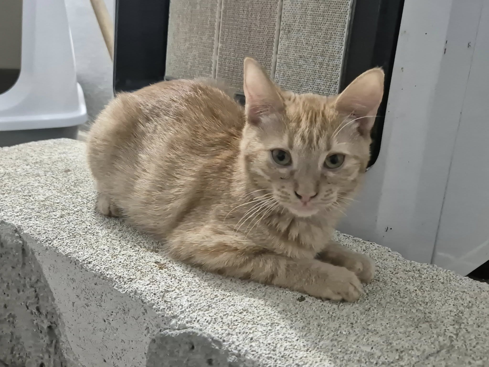 Sonny - Ehem. Kätzin222853 – EKH, männlich, 50823 Köln – zur Adoption