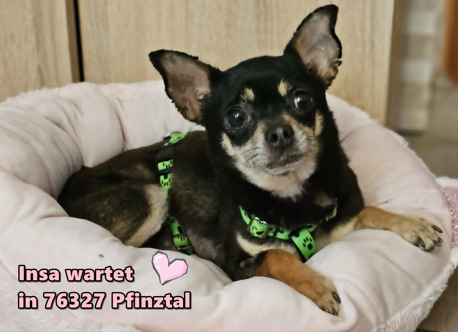 Insa – Chihua, weiblich, 6 Jahre, 6 Monate, 76327 Pfinztal – zur Adoption