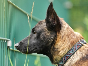 Joe – Malinois-Mischling, männlich, 11 Monate, 90537 Feucht – zur Adoption