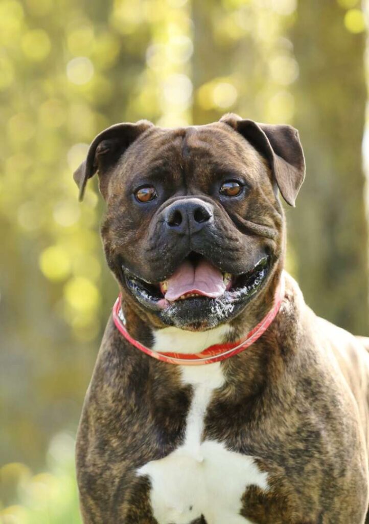 Radjah – Bullmastiff-Mix, männlich, 4 Jahre, 8 Monate, 13057 Berlin – zur Adoption