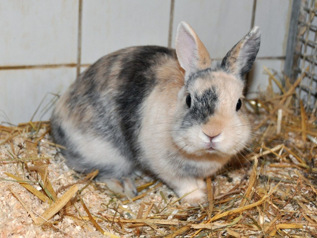 Flecki – Kaninchen, männlich, 90537 Feucht – zur Adoption