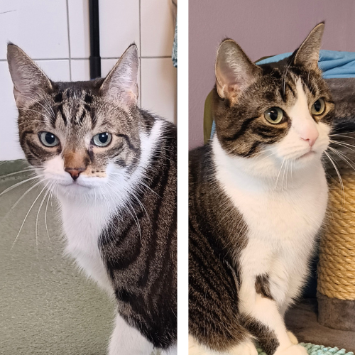 Bubba – Hauskatze, männlich, 3 Jahre, 28357 Bremen – zur Adoption