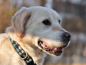 Irma – Golden Retriever, weiblich, 5 Jahre, 90537 Feucht – zur Adoption