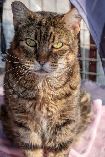 Valkiria – Europäisch Kurzhaar, weiblich, 9 Jahre, 65520 Bad Camberg – zur Adoption