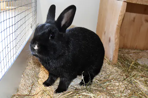 Stups – Zwergkaninchen, männlich, 1 Jahr, 90537 Feucht – zur Adoption