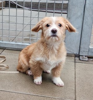 Ariel – Jack Russel Terrier Mix, weiblich, 10 Monate, 70195 Stuttgart-Botnang – zur Adoption
