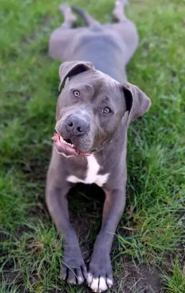 Marty – Staffordshire-Mix, männlich, 4 Jahre, 13057 Berlin – zur Adoption