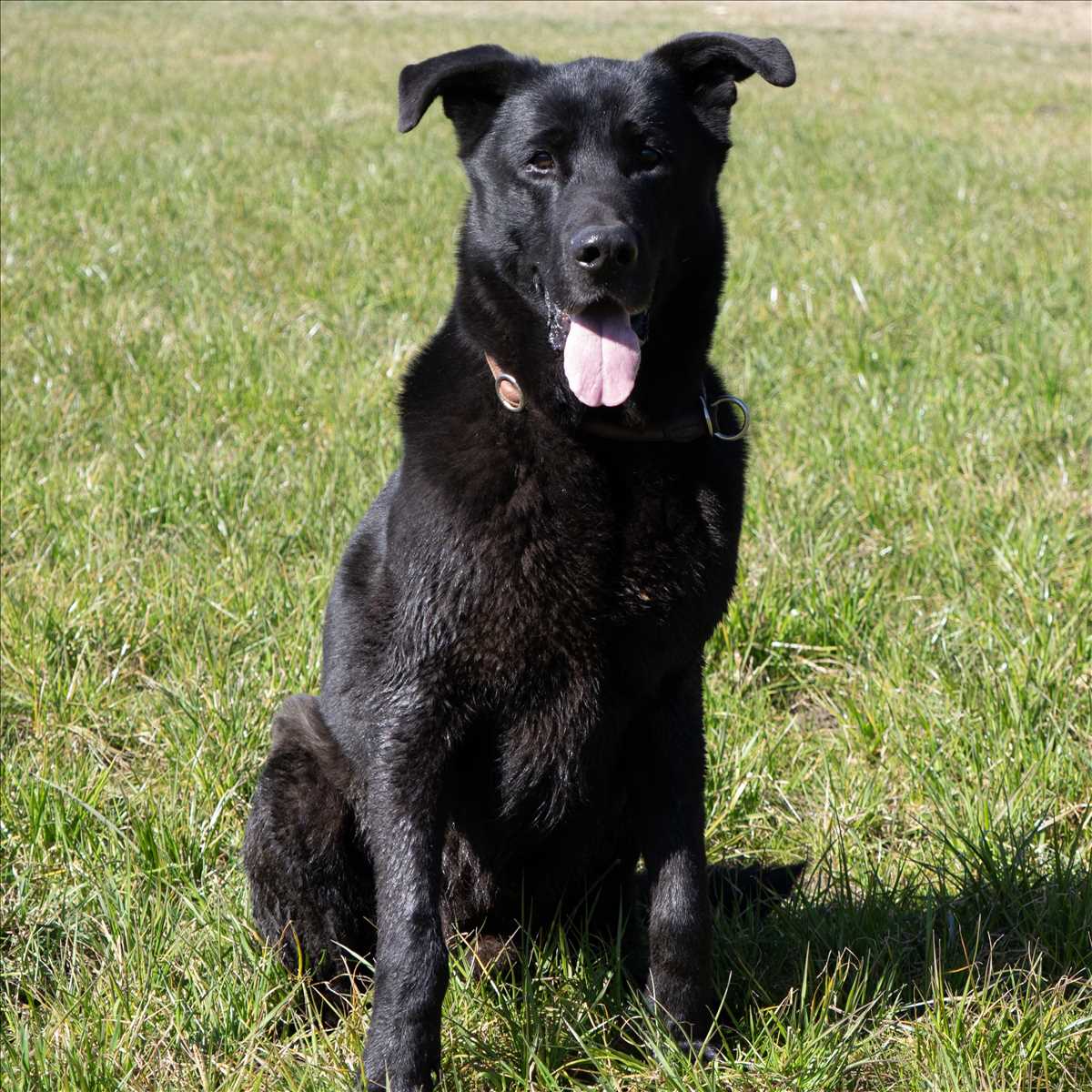 LUCKY – Labrador, Schäferhund Mischling, männlich, 8 Jahre, 81829 München – zur Adoption