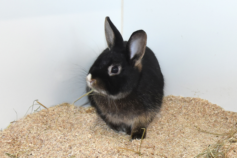 Biene – Zwergkaninchen, weiblich, 90537 Feucht – zur Adoption