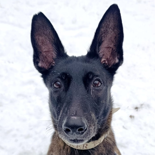 Trüffel – Malinois, weiblich, 4 Jahre, 28357 Bremen – zur Adoption