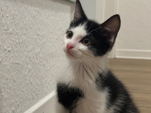 Apollo – Katze, männlich, 1 Monate, 32758 Detmold – zur Adoption