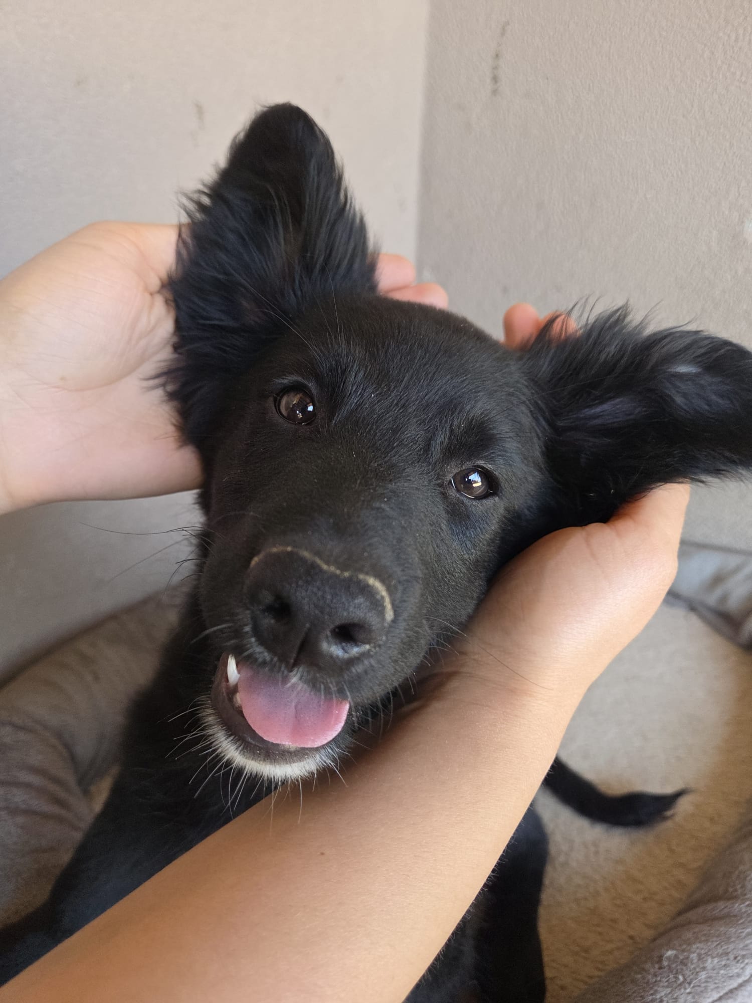 Levi – Kroat.Schäferhund-Mischling, männlich, 3 Monate, Nordic Strays e.V. – zur Adoption