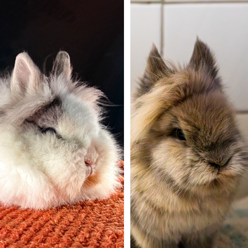 Felix und Mimi – Kaninchen, männlich, 28357 Bremen – zur Adoption