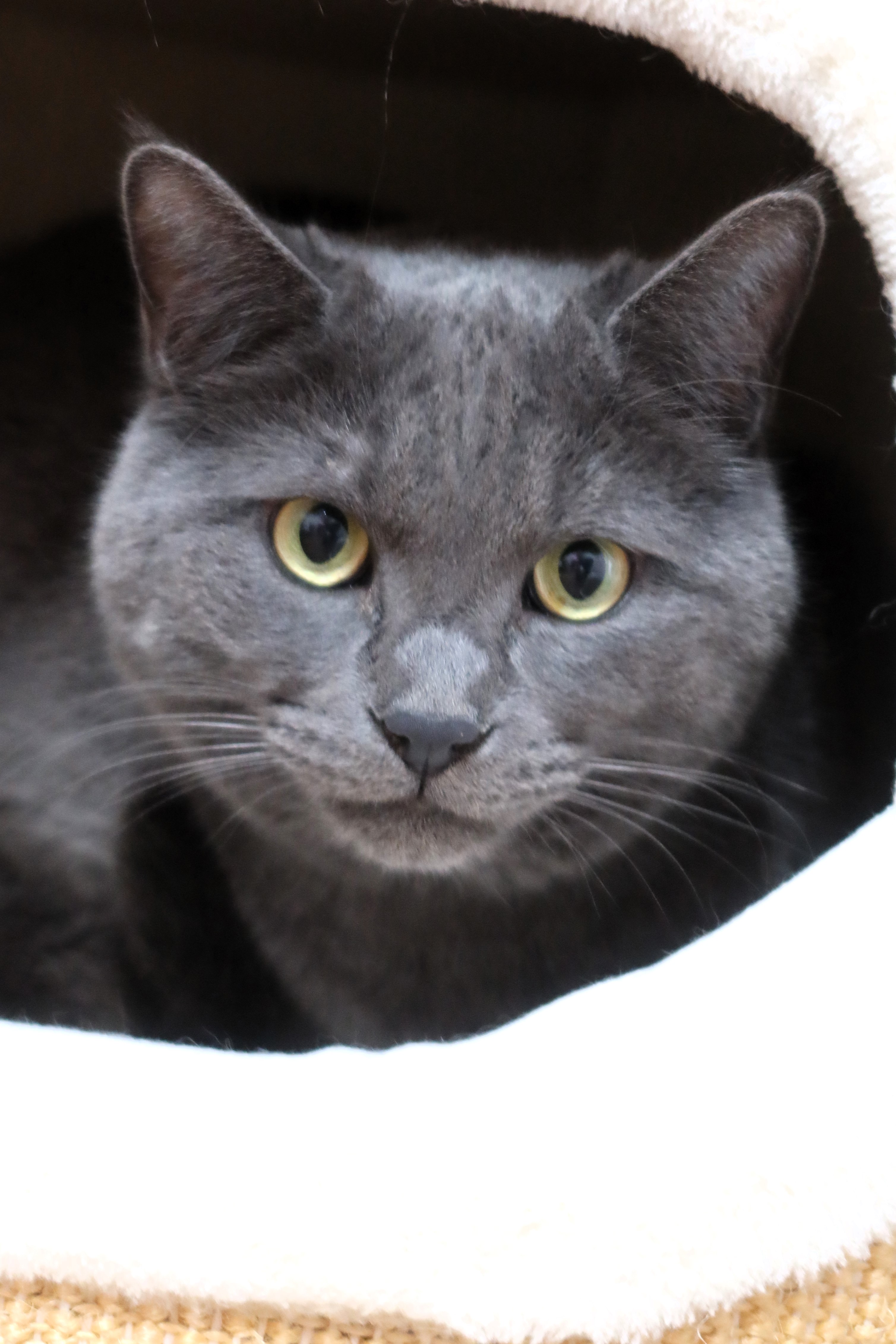 Milo – BKH-Mix, männlich, 50969 Köln-Zollstock – zur Adoption