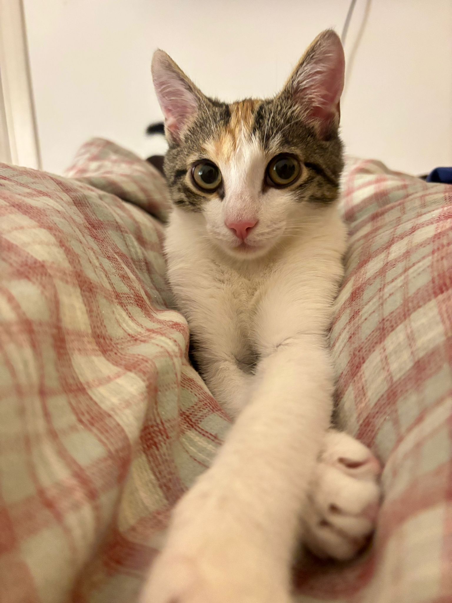 Zlata – Katze, männlich, Nordic Strays e.V. – zur Adoption