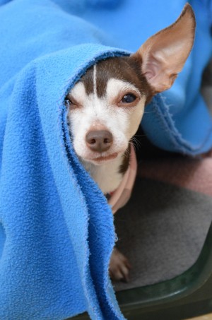 Manu – Prager Rattler-Chihuahua-Mix, weiblich, 7 Jahre, 11 Monate, 70195 Stuttgart-Botnang – zur Adoption