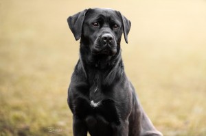 Sara – Labrador-Mix, weiblich, 1 Jahr, 70195 Stuttgart-Botnang – zur Adoption
