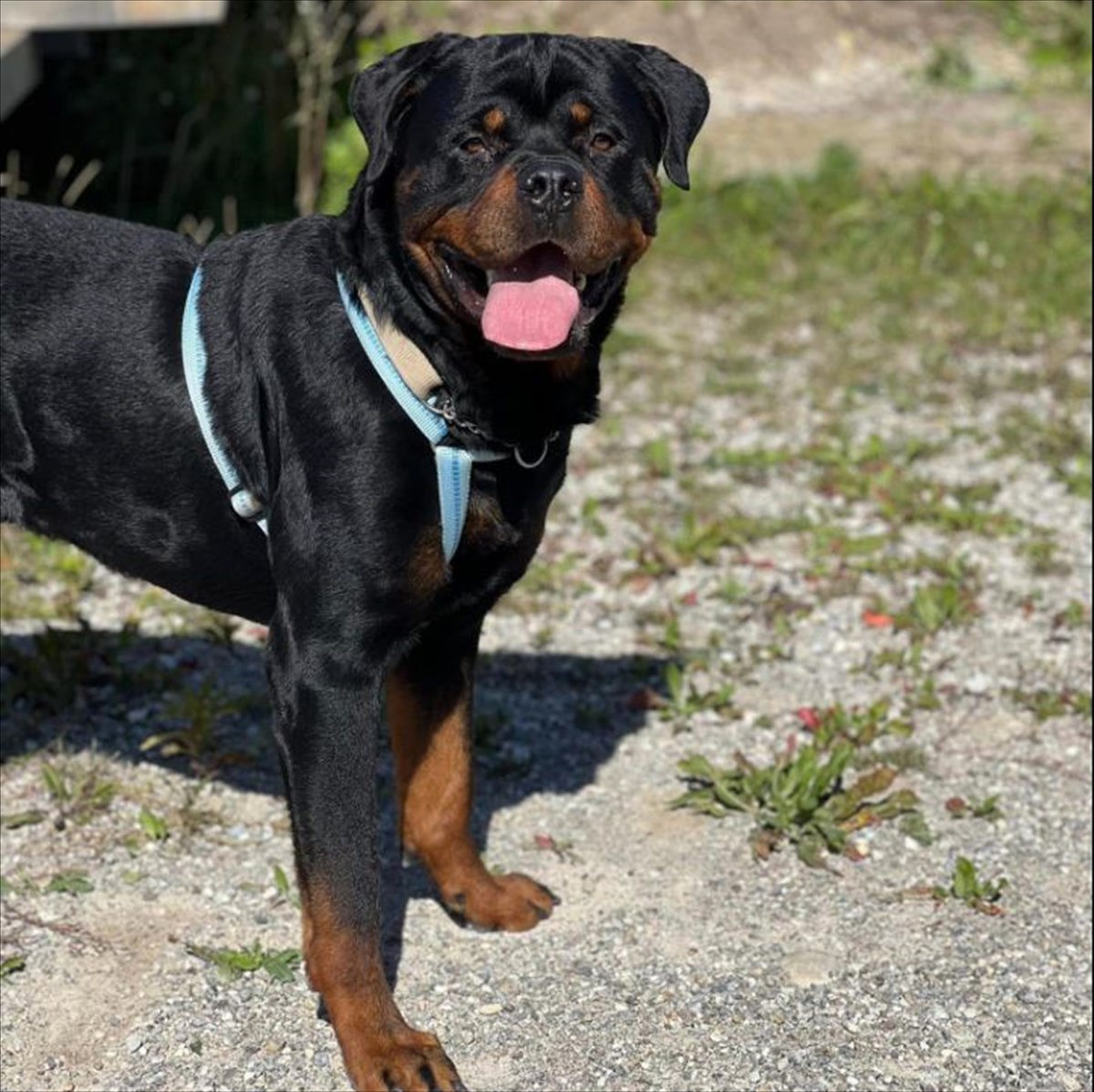 CHICCO – Rottweiler, männlich, 2 Jahre, 7 Monate, 81829 München – zur Adoption