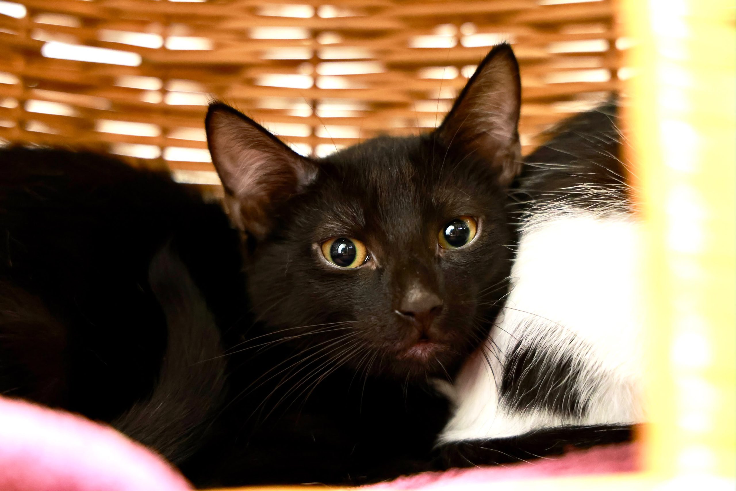 Franz Josef – EKH, männlich, 97816 Lohr – zur Adoption