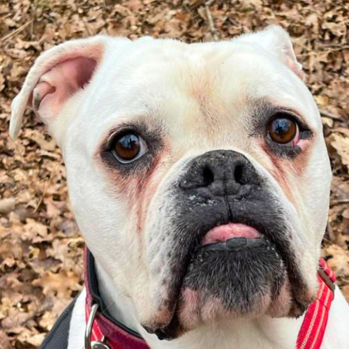 Spike – Amerik. Bulldogge, männlich, 4 Jahre, 28357 Bremen – zur Adoption